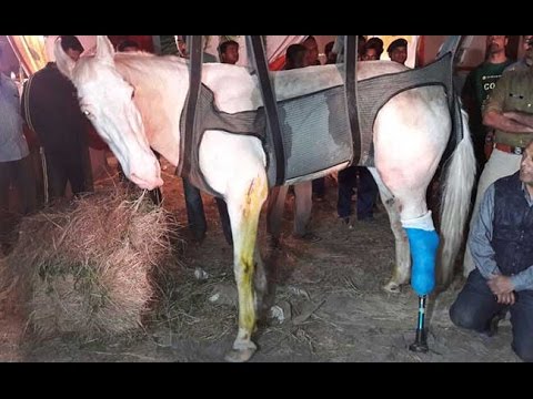 Shaktiman’s fractured limb replaced with a prosthetic leg