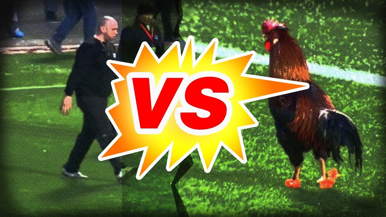 The battle between the rooster and the security guard - Funny!