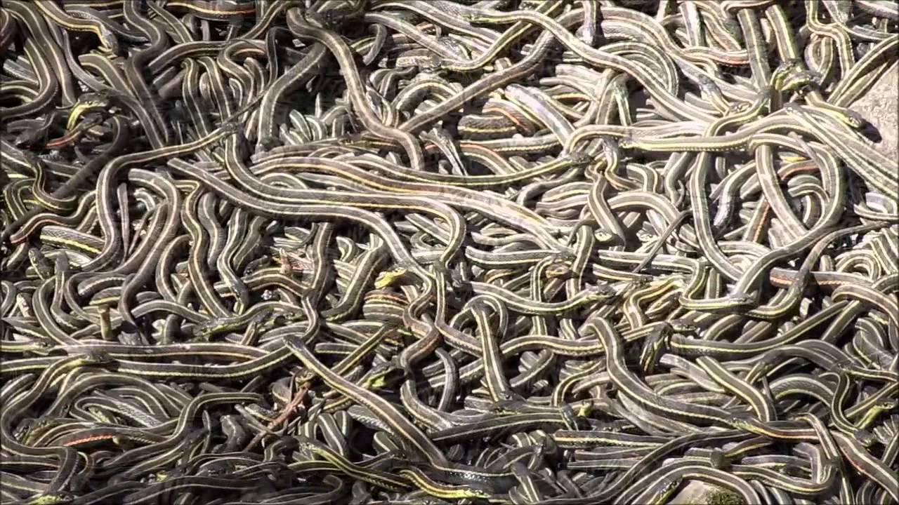 Living Carpet of Snakes!