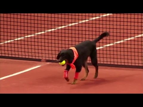 Street dogs retrieve balls during tennis tournament