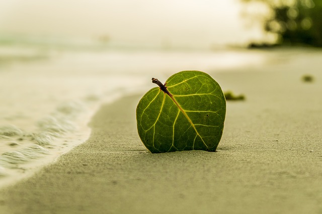 Leaf on a Beach