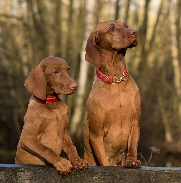 Two Dogs Looking Up