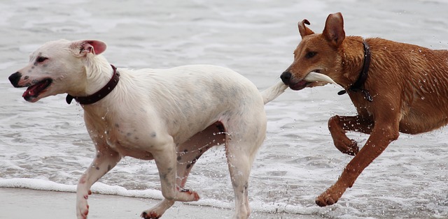 Dogs Playing