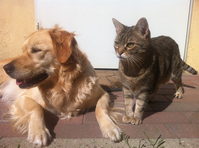 Cat And Dog