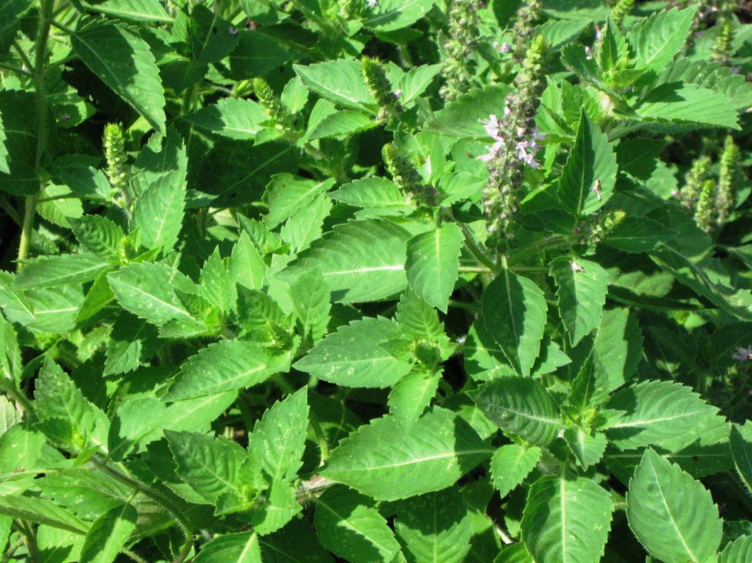 Tulsi Plant