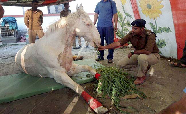 Shaktiman The Horse