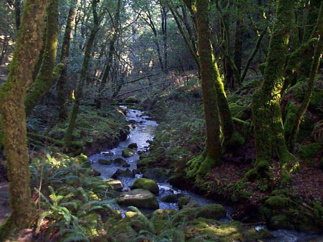 Water Spring