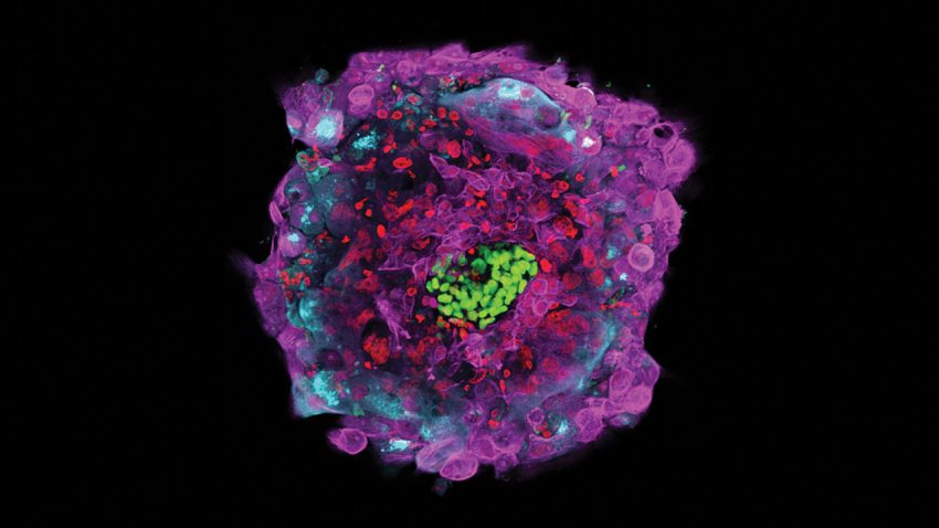 Human Embryo In Lab