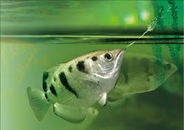 Archerfish