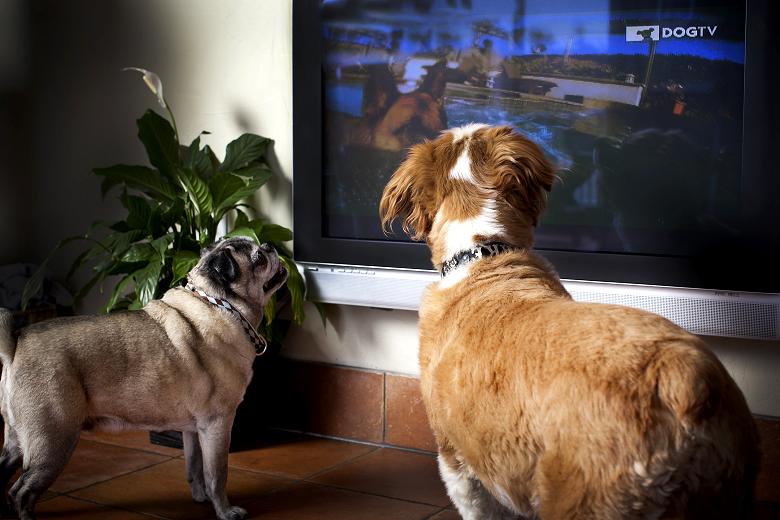 Dogs Watching TV