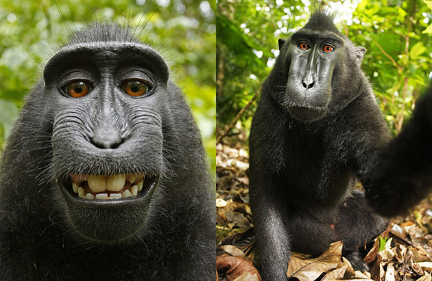 Monkey Selfie