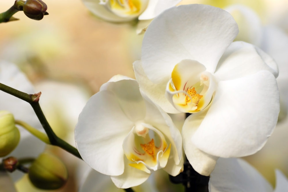 Beautiful natural white orchid flowers closeup background
