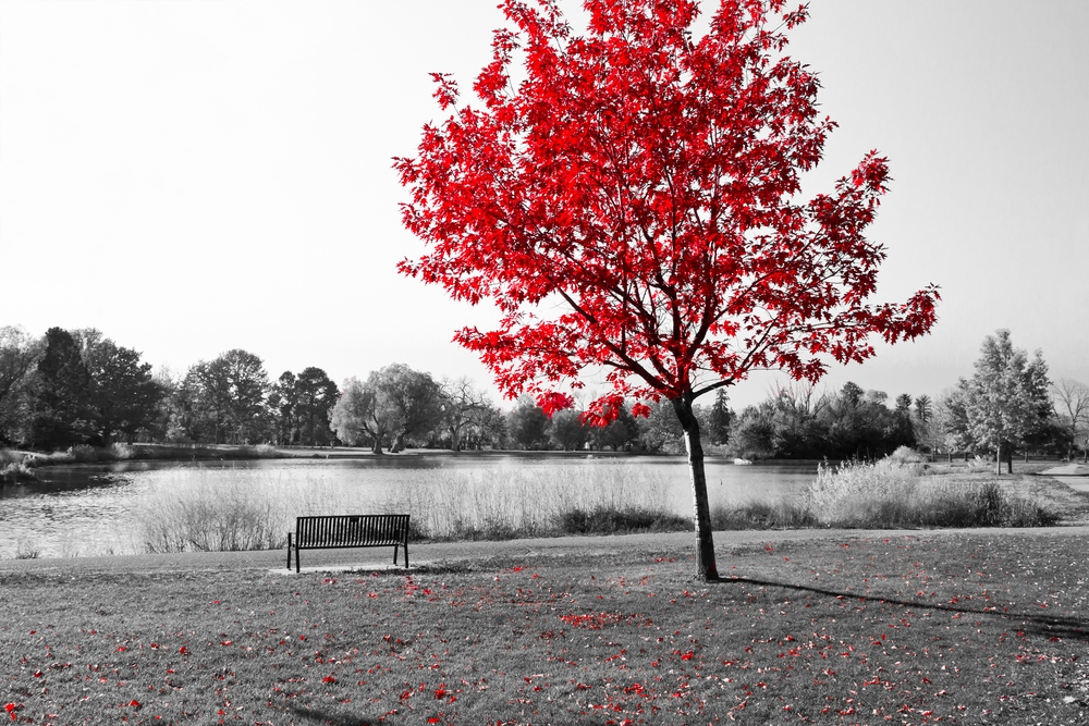 Red Tree Over Park Bench