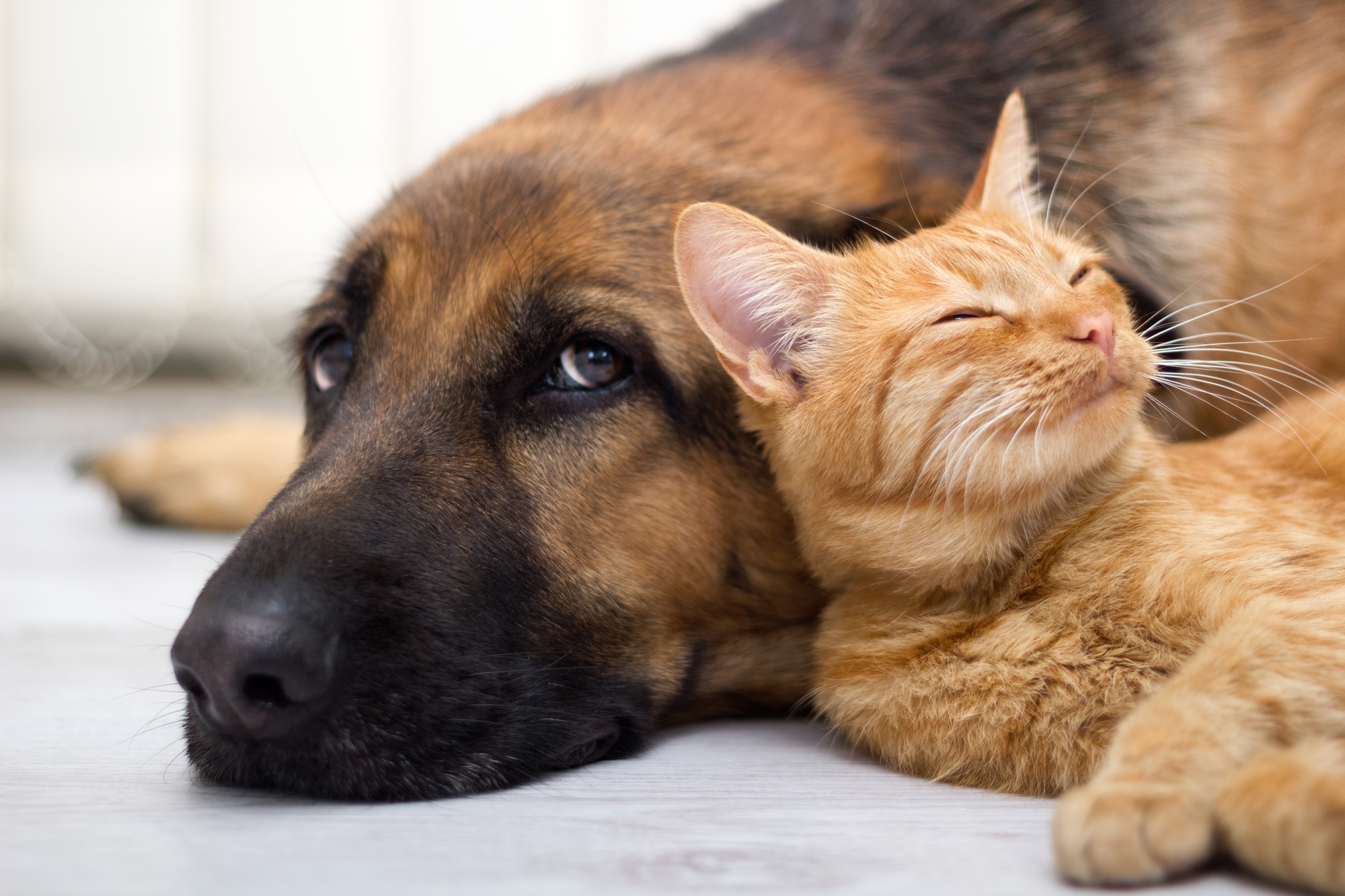 How To Healthily Cope With The Death Of A Pet