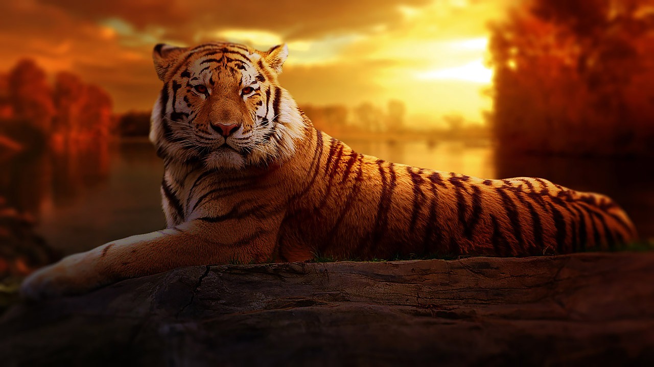 tiger-1741443_1280