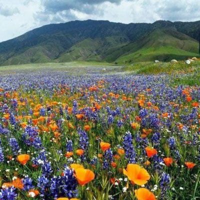 Field of Flowers