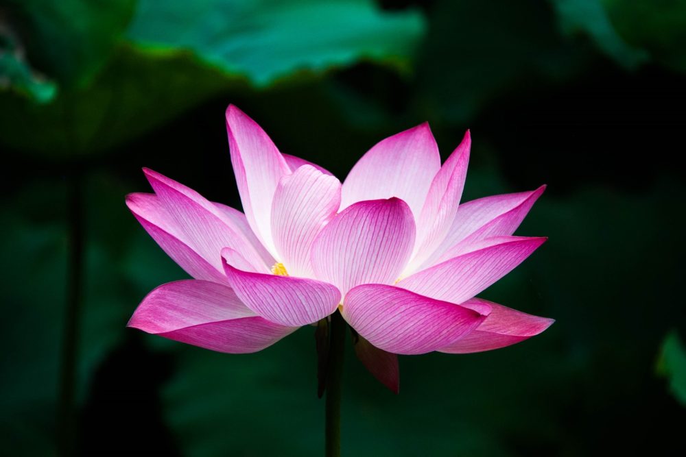 What is the Lotus Sutra?