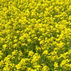 mustard_in_uttar_pradesh