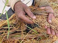 बाढ़ से खराब हुई 16.26 लाख किसानों को मिली ₹585 करोड़ की मदद