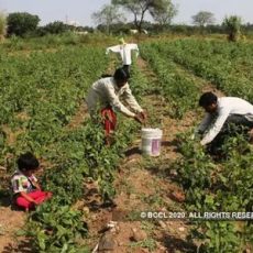 मध्यप्रदेश में 76 लाख किसानों ने खरीफ फसल बीमा के लिए किया आवेदन